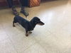 Sneakers-Not at the shelter