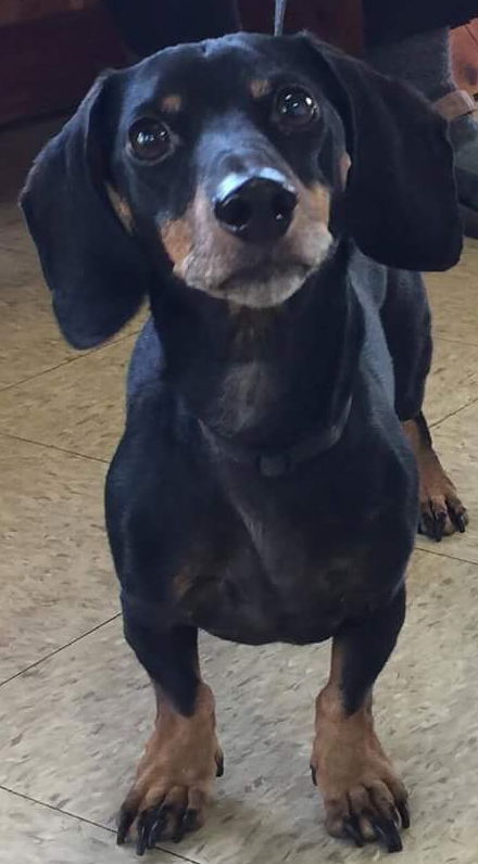 Sneakers-Not at the shelter