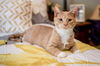 Marmalade-Not at the Shelter