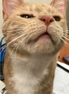 Marmalade-Not at the Shelter
