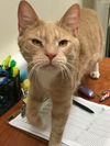 Marmalade-Not at the Shelter