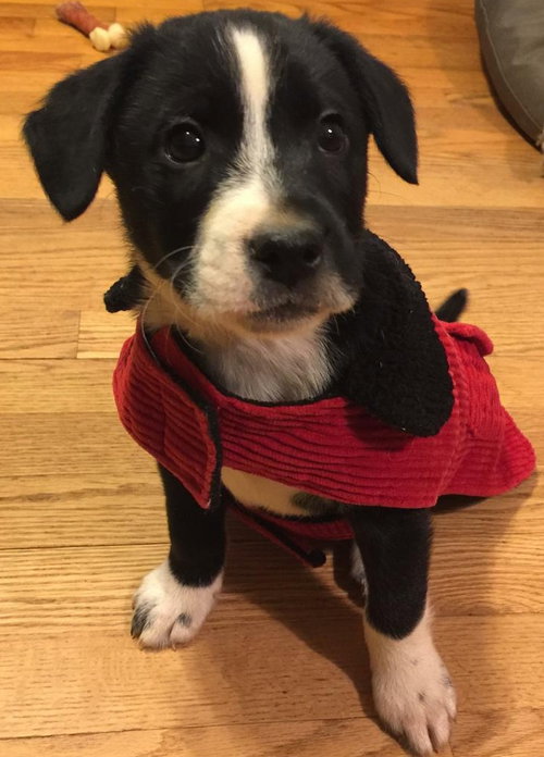 Judson-Fostered