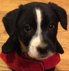 Judson-Fostered