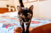 Scarlett-Visit her at PetSmart