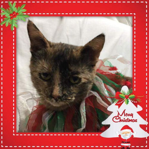Scarlett-Visit her at PetSmart