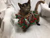 Scarlett-Visit her at PetSmart