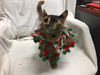 Scarlett-Visit her at PetSmart