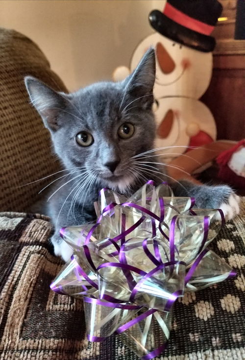 Luke-Fostered