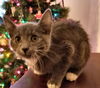 Luke-Fostered