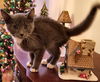 Luke-Fostered