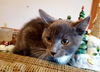 Luke-Fostered