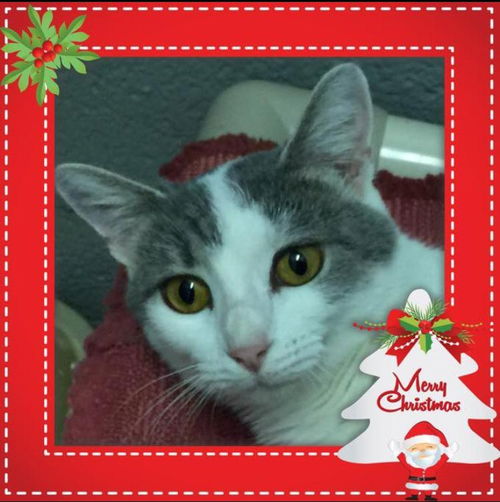 Allie-Visit her at PetSmart