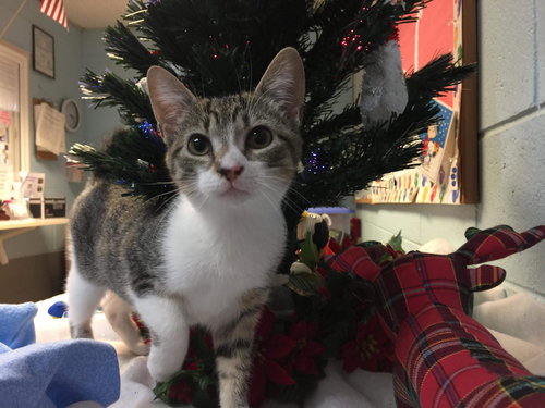 Cricket-Not at the Shelter