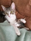 Cricket-Not at the Shelter