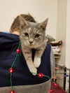 Sarabi-Fostered