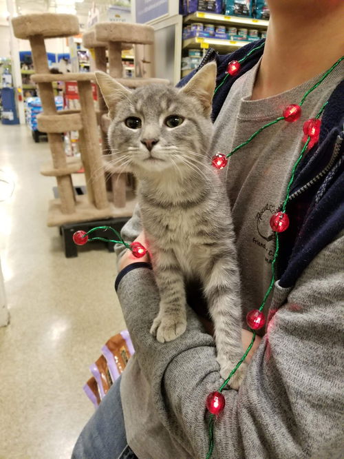 Sarabi-Fostered