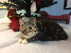 Pip-Not at the Shelter