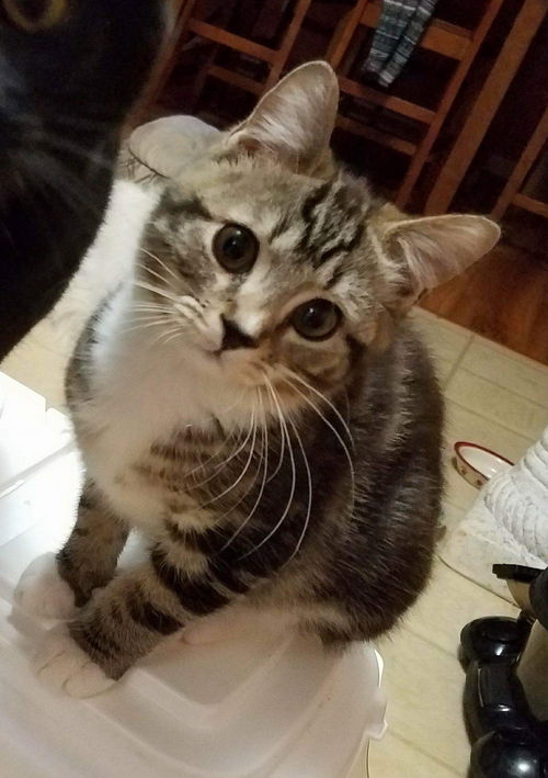 Pip-Not at the Shelter