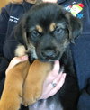 Duke-Fostered