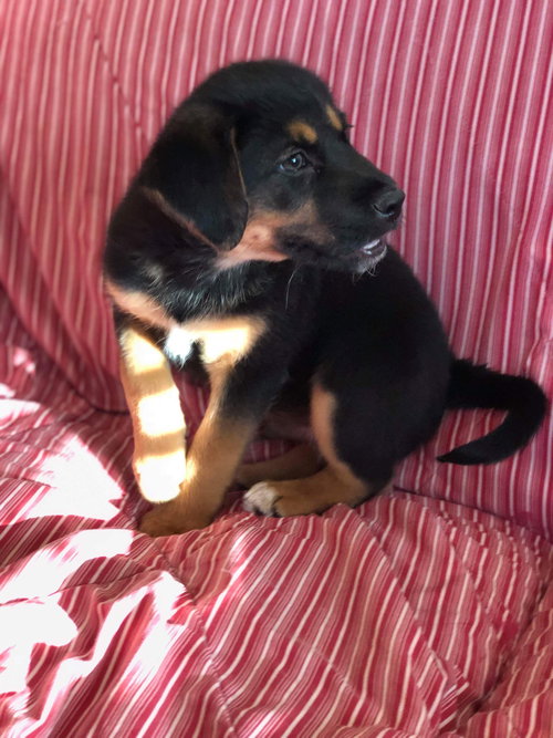 Duke-Fostered