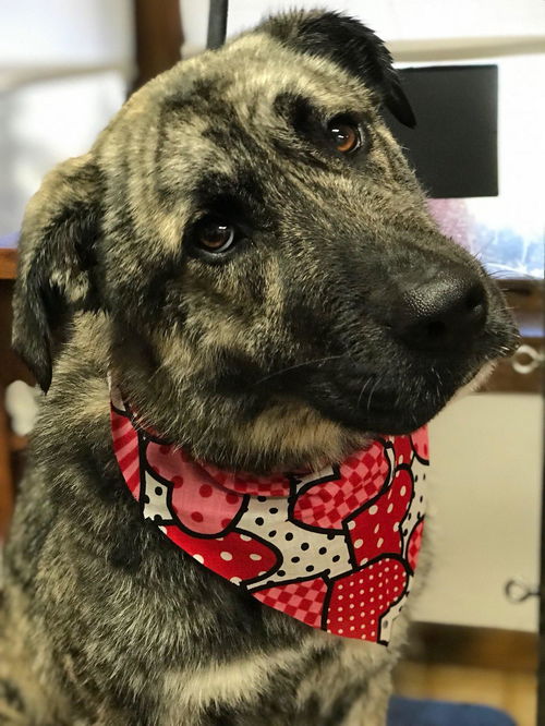 Piper-Not at the Shelter