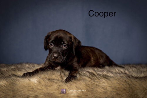 Jennifer's Cooper-Not at the shelter