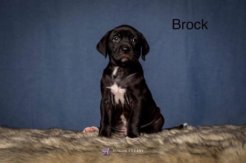 Jennifer's Brock-Not at the shelter