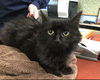 Preston-At Petsmart