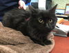 Preston-At Petsmart