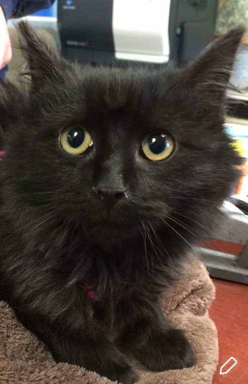 Preston-At Petsmart