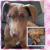 Prissy, aka Caprecia-Not at the shelter