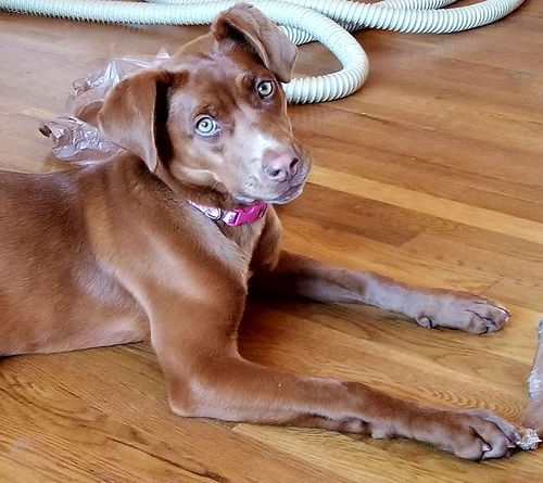 Prissy, aka Caprecia-Not at the shelter