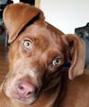 Prissy, aka Caprecia-Not at the shelter