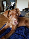 Prissy, aka Caprecia-Not at the shelter