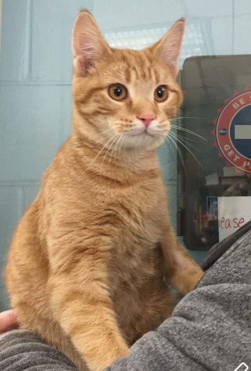 Simba - at Petsmart