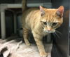 Simba - at Petsmart