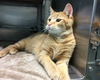 Simba - at Petsmart
