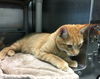 Simba - at Petsmart