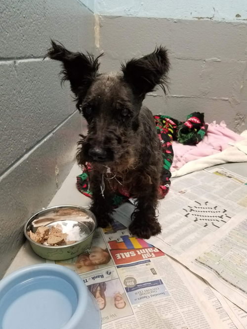 Sasha (dog)-Not at the Shelter