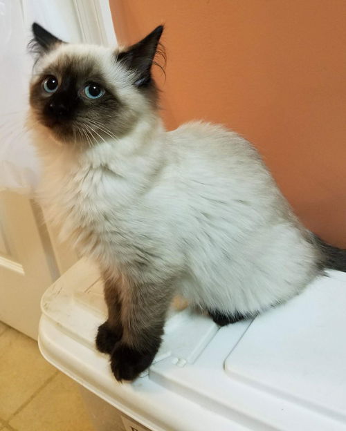 Smudge-Not at the Shelter