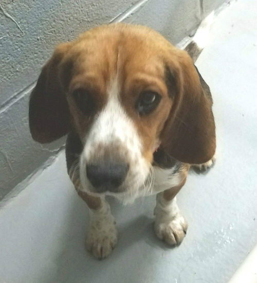 Hiccup-Not at the Shelter