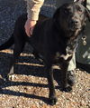 Wheeler-Not at the Shelter