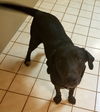 Wheeler-Not at the Shelter