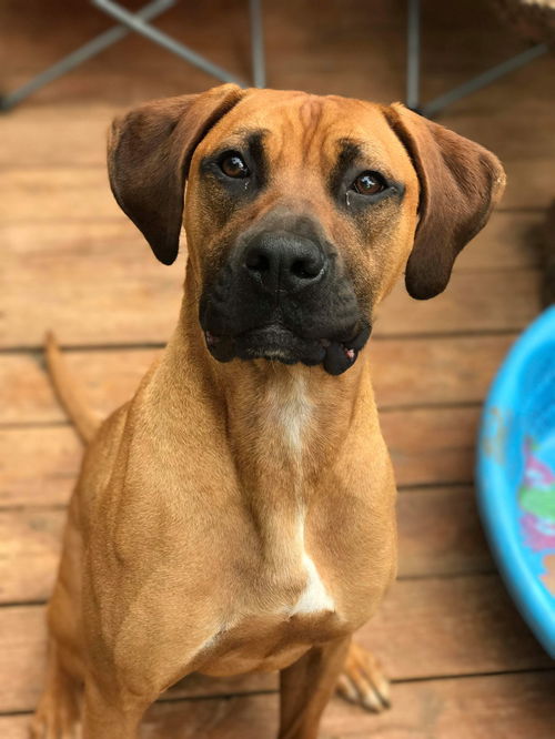 Simba-Not at the Shelter