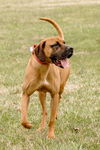 Simba-Not at the Shelter
