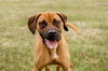 Simba-Not at the Shelter