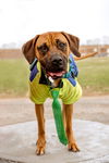 Simba-Not at the Shelter