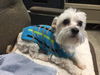 Noah-Not at the Shelter