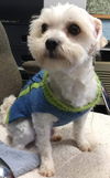 Alcott-Not at the Shelter