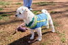 Alcott-Not at the Shelter